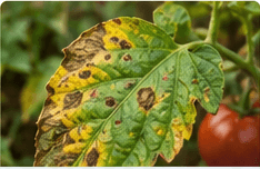 A tomato leaf with brown concentric lesions and yellowing around them, the pattern typical of early blight.